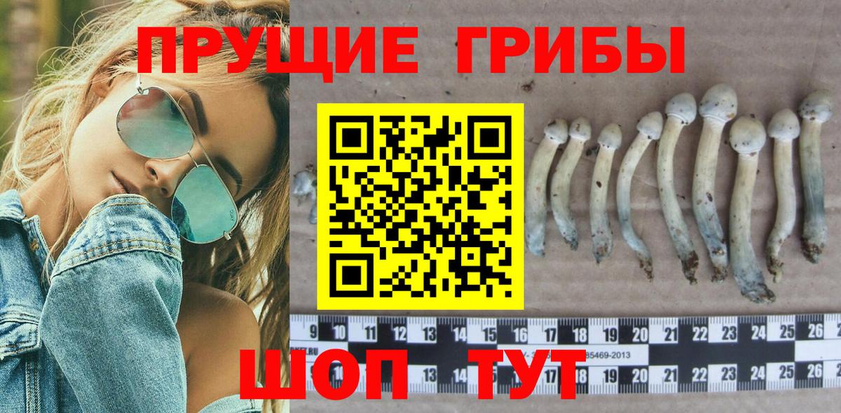 купить закладку  Псилоцибиновые грибы Magic Shrooms  Вход с VPN  Нововоронеж 